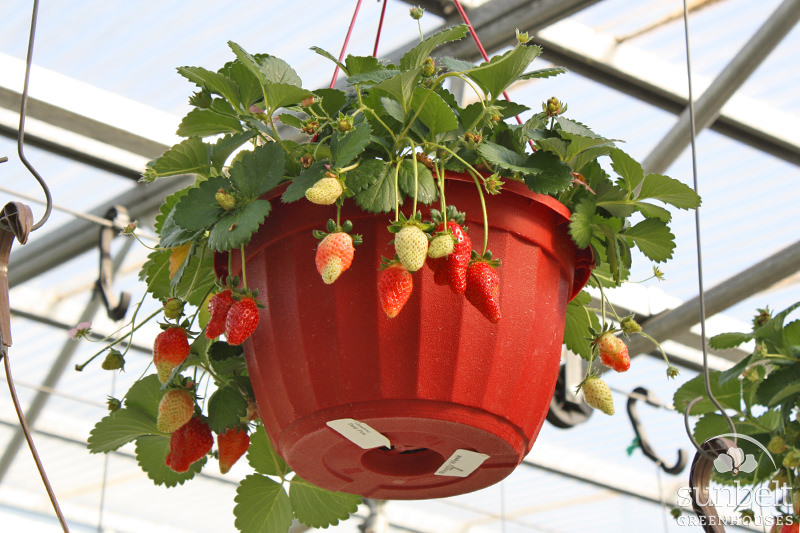 10" Strawberry Hanging Basket