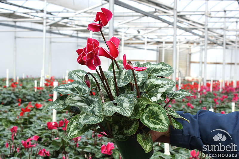 4.3" Cyclamen