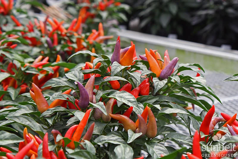 Fall Crops — Sunbelt Greenhouses