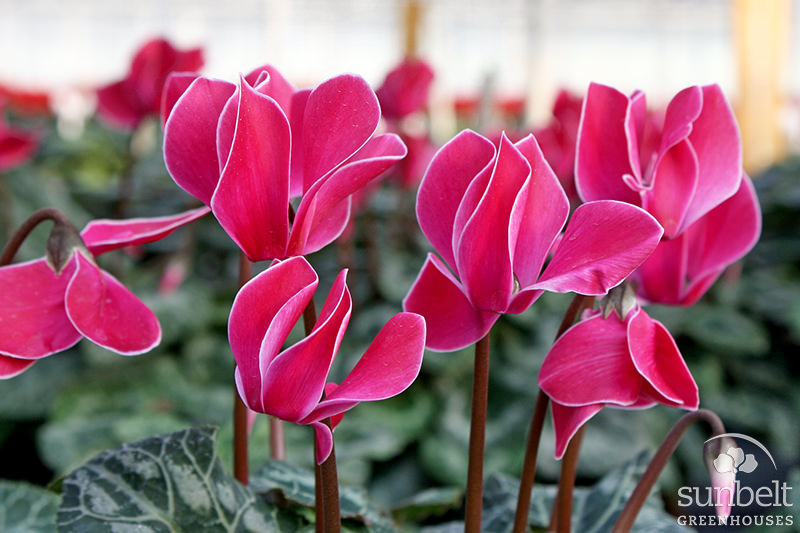 4.3" Cyclamen