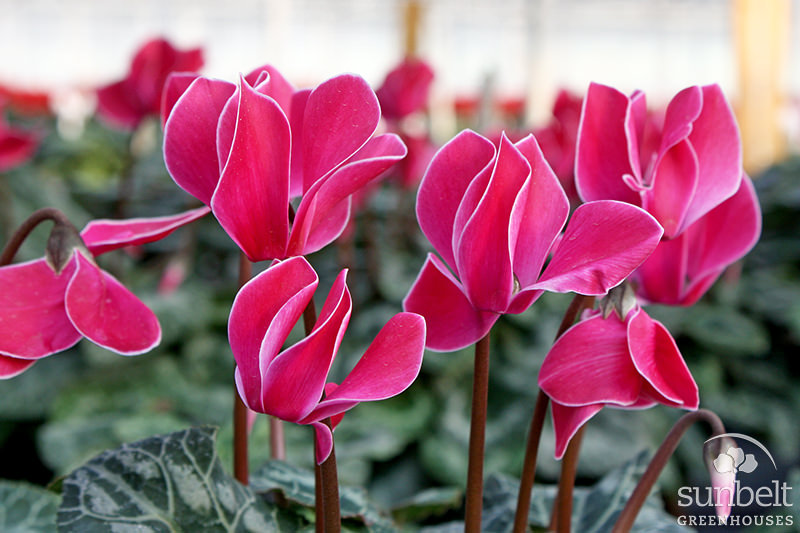 4.3" Cyclamen