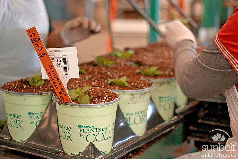 Scheduled production
