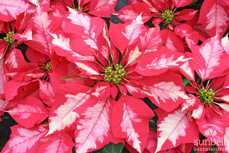 sunbelt-poinsettia-ice-punch.jpg