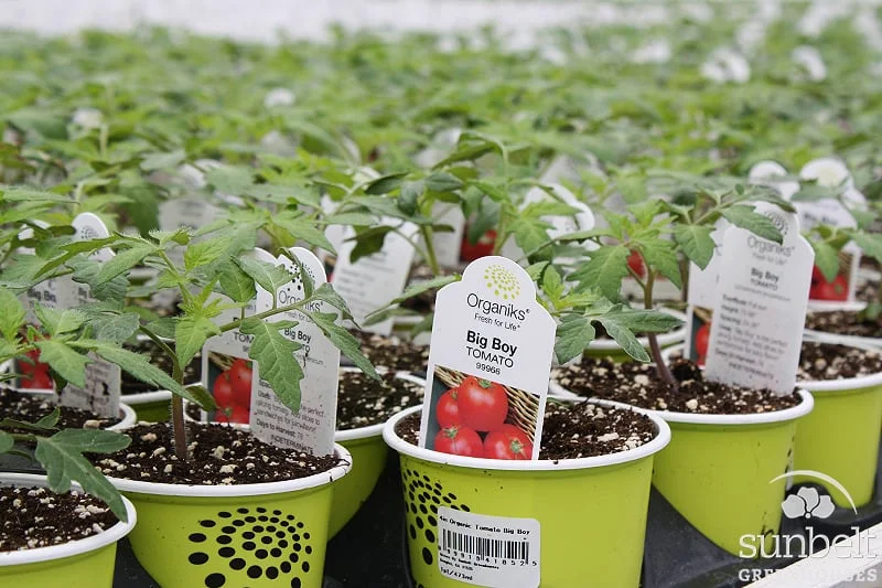 4" Organiks® Vegetable