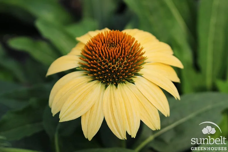 6.5" Perennial