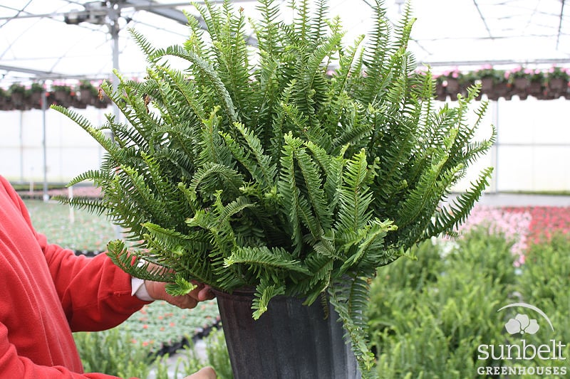 10" Kimberly Fern