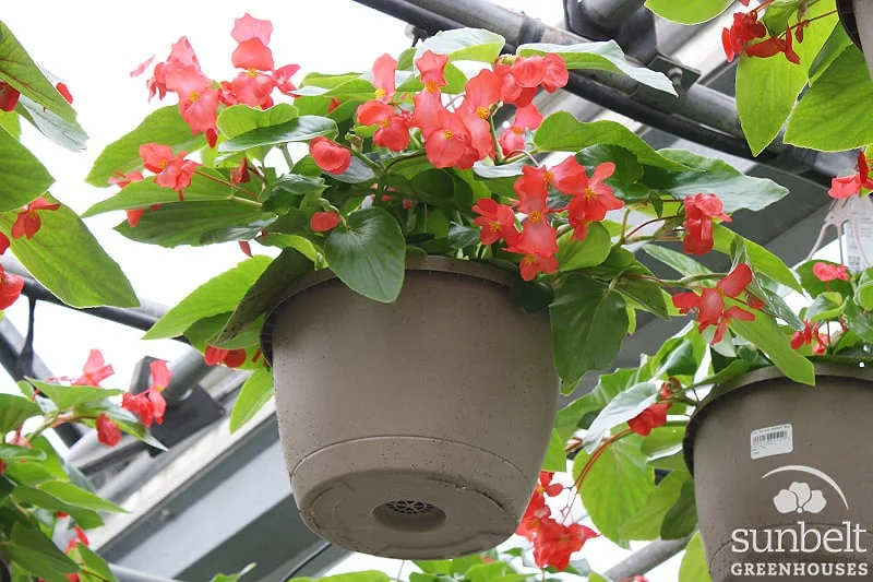 10" Hot Buy Hanging Basket