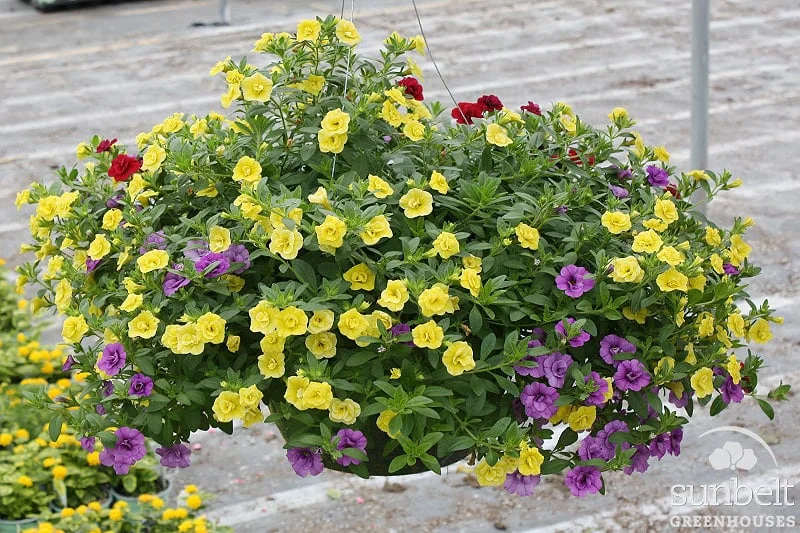 11" Premium Combo Hanging Basket
