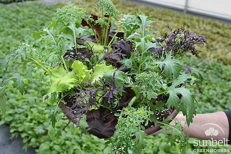 12" Patio Vegetable/Herb Combo