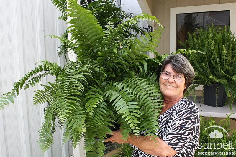 12" Macho Fern Basket