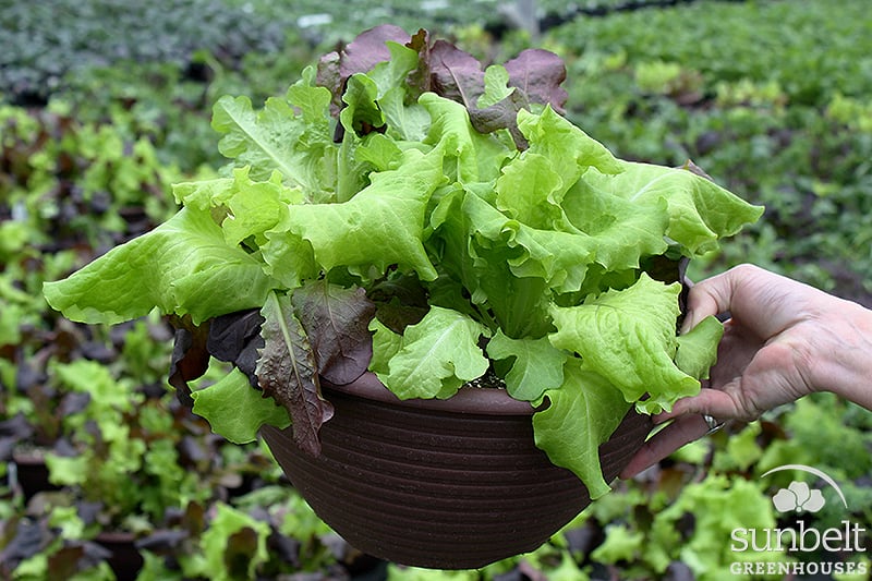 12" SimplySalad™ Bowl