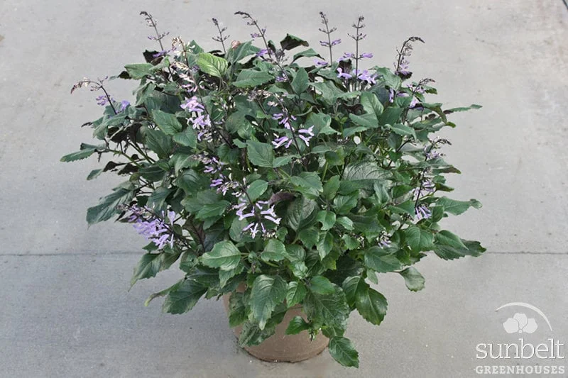 10.5" Classical Planter
