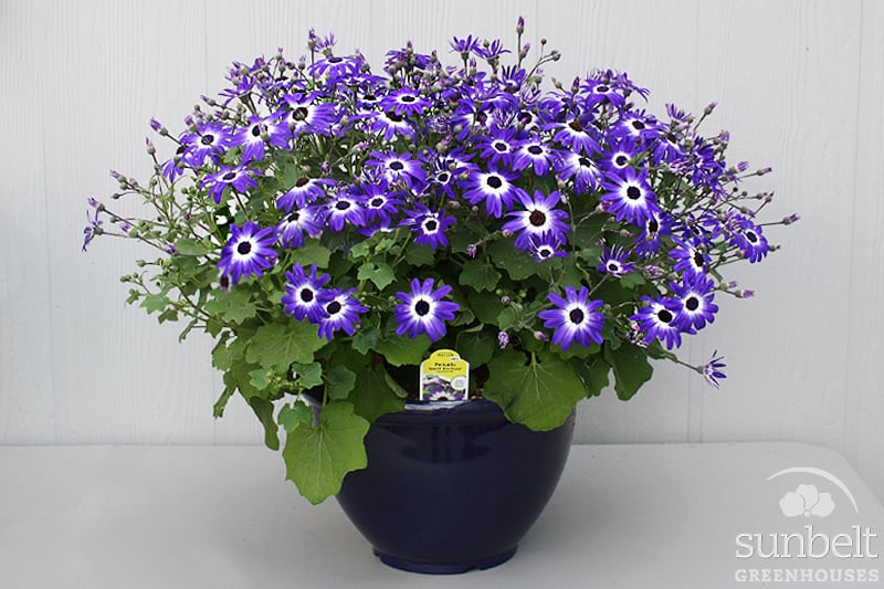 12" Pericallis Planter