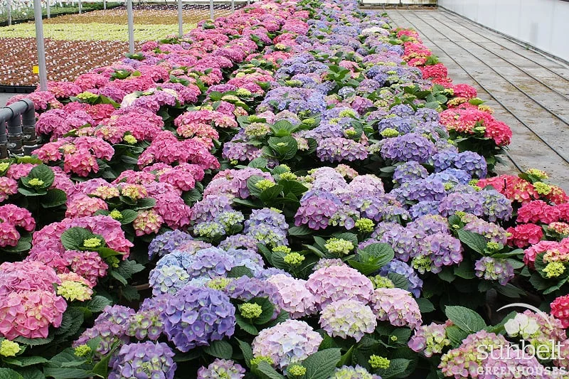 8" Hydrangea