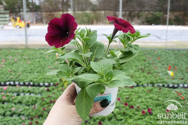 4.3" Ramblin'® Petunia
