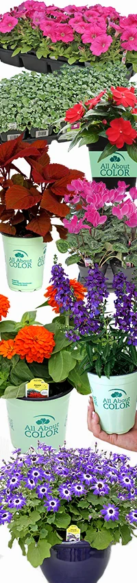 spring-2016-annuals.jpg