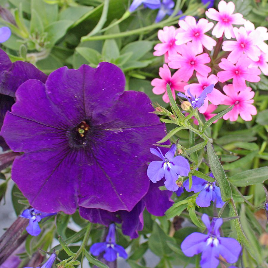 1380 Lobelia Techno Heat Dark Blue, Petunia Suncatcher Midnight Blue, Verbena Lanai Bright Eye