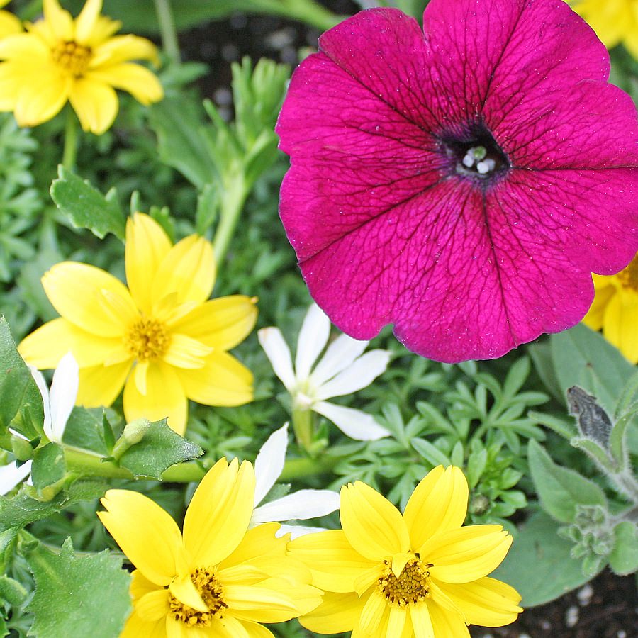 1381 Petunia Suncatcher Burgundy, Bidens Mexican Gold, Scaevola Bombay White