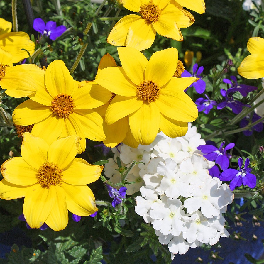 1387 Bidens Namid Special Yellow, Lobelia Magadi Dark Blue, Verbena Pops White