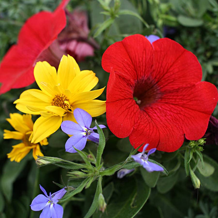 1391 Bidens Mexican Gold, Lobelia Techno Heat Elec Blue, Petunia Cascadia Simply Red