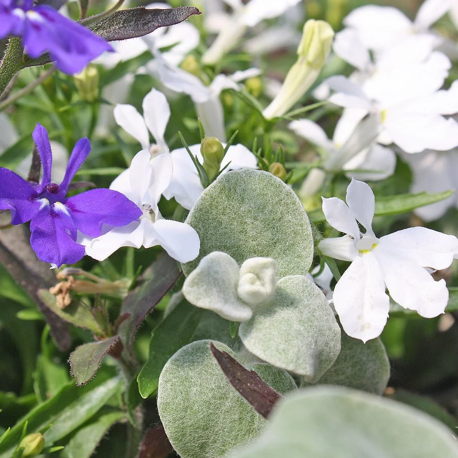 1395 Helichrysum Silver Mist, Lobelia Techno Heat Dark Blue, Violet and White