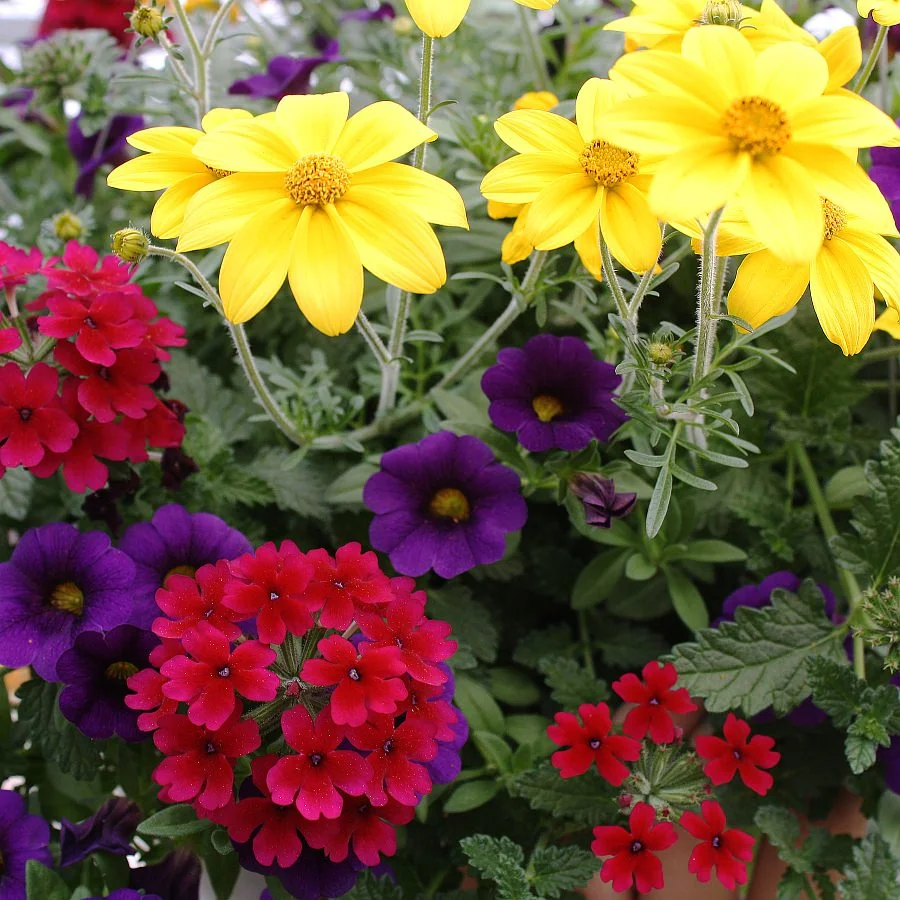 1396 Bidens Namid Early Yellow, Calibrachoa MiniFamous Royal Blue, Verbena Lascar Compact Burgundy