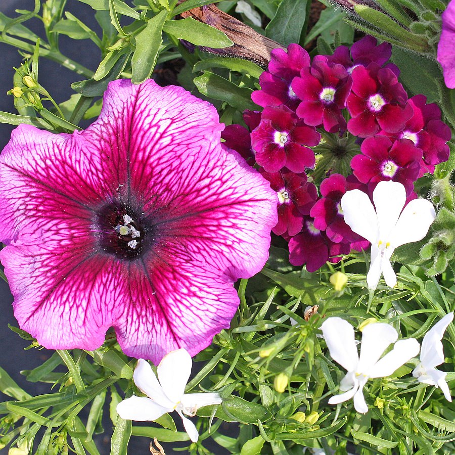1397 Lobelia Techno Heat White, Petunia Suncatcher Plum Burst, Verbena Royal Purple w/Eye
