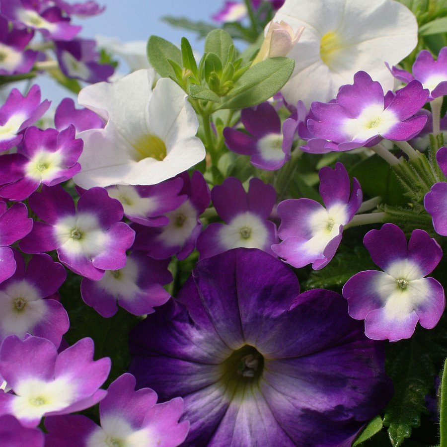 1401 Calibrachoa Cabaret White, Petunia Flash Mob Bluerific, Verbena Aztec Violet Wink