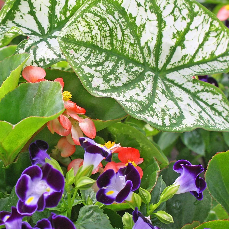 1442 Begonia BabyWing White Brz Leaf, Caladium White Delight, Torenia Kauai Deep Blue 