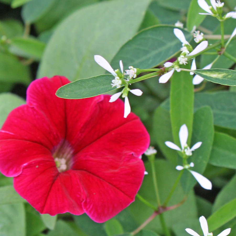 1450 Euphorbia Euphoric White, Petunia Ramblin' Neon Rose 