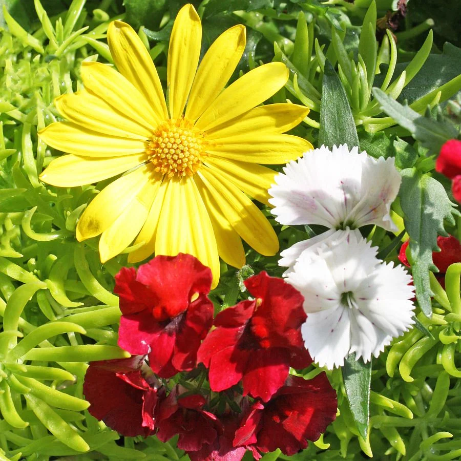 1454 Dianthus Telstar White, Nemesia Burgundy, Osteospermum Voltage Yellow, Sedum Lemon Ball