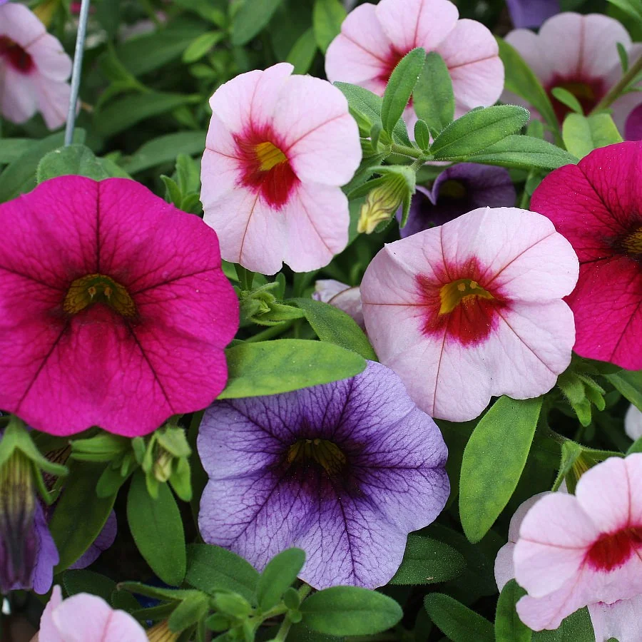 1478 Calibrachoa Minifamous Neo Purple, Neo Salmon Eye, Neo Violet Eye