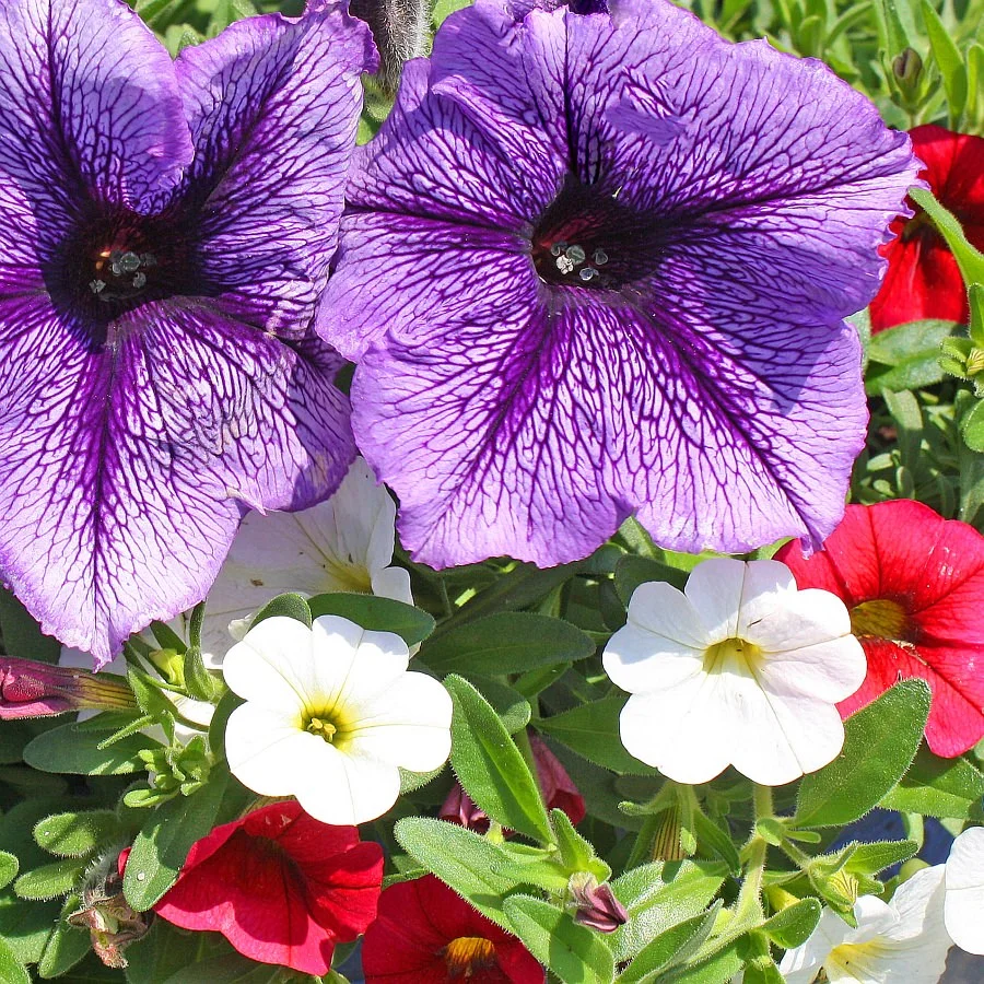 1554 Calibrachoa Minifamous Neo Cherry Red, Neo White, Petunia Suncatcher Blue Burst