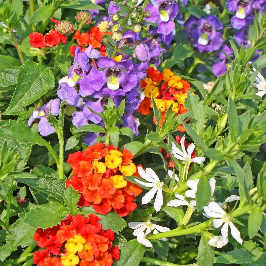 1532 Angelonia Archangel Purple, Lantana Bandana Landscape Red, Scaevola Bombay White