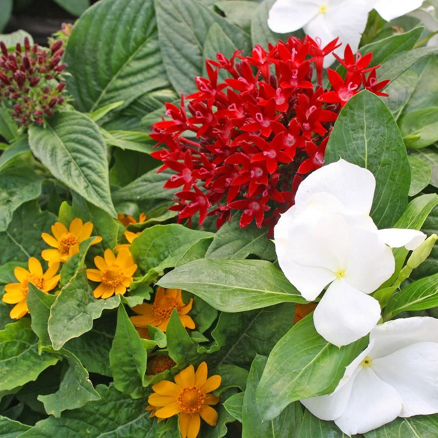 1445 Melampodium Golden Globe, Pentas BeeBright Pink, Vinca Cora Lavender