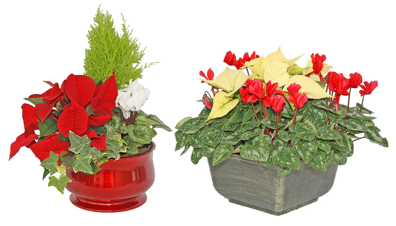 9.5" Urn Combo & 10" CyclaCettia Combo