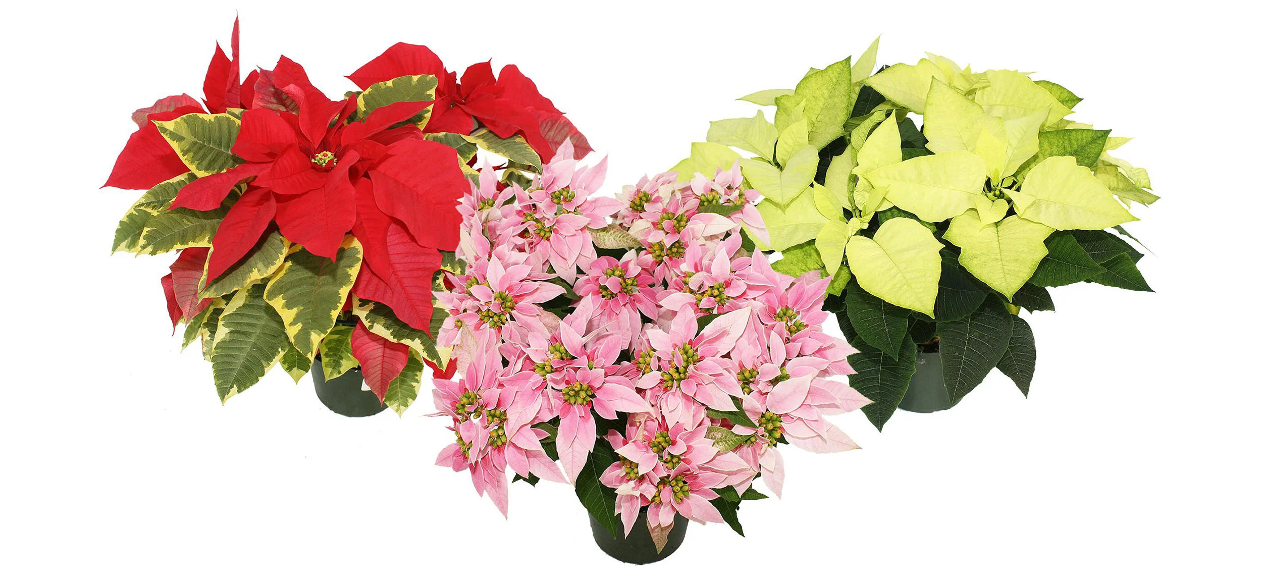 novelty-poinsettias.jpg