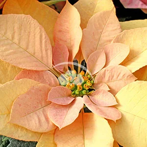 Autumn Leaves