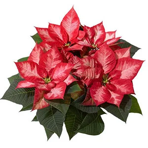 Christmas Beauty Princess
