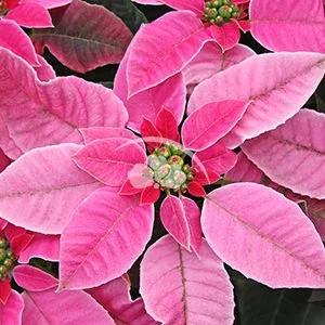 Princettia Dark Pink
