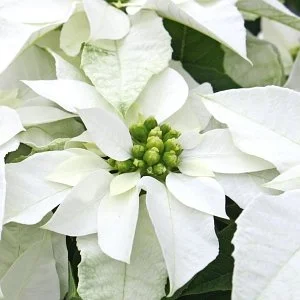 Princettia Pure White
