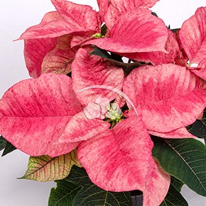 Tidings Light Pink