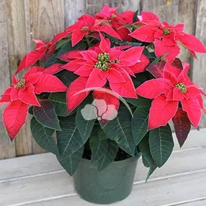 Princettia Red