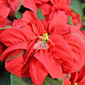 Winter Rose Red