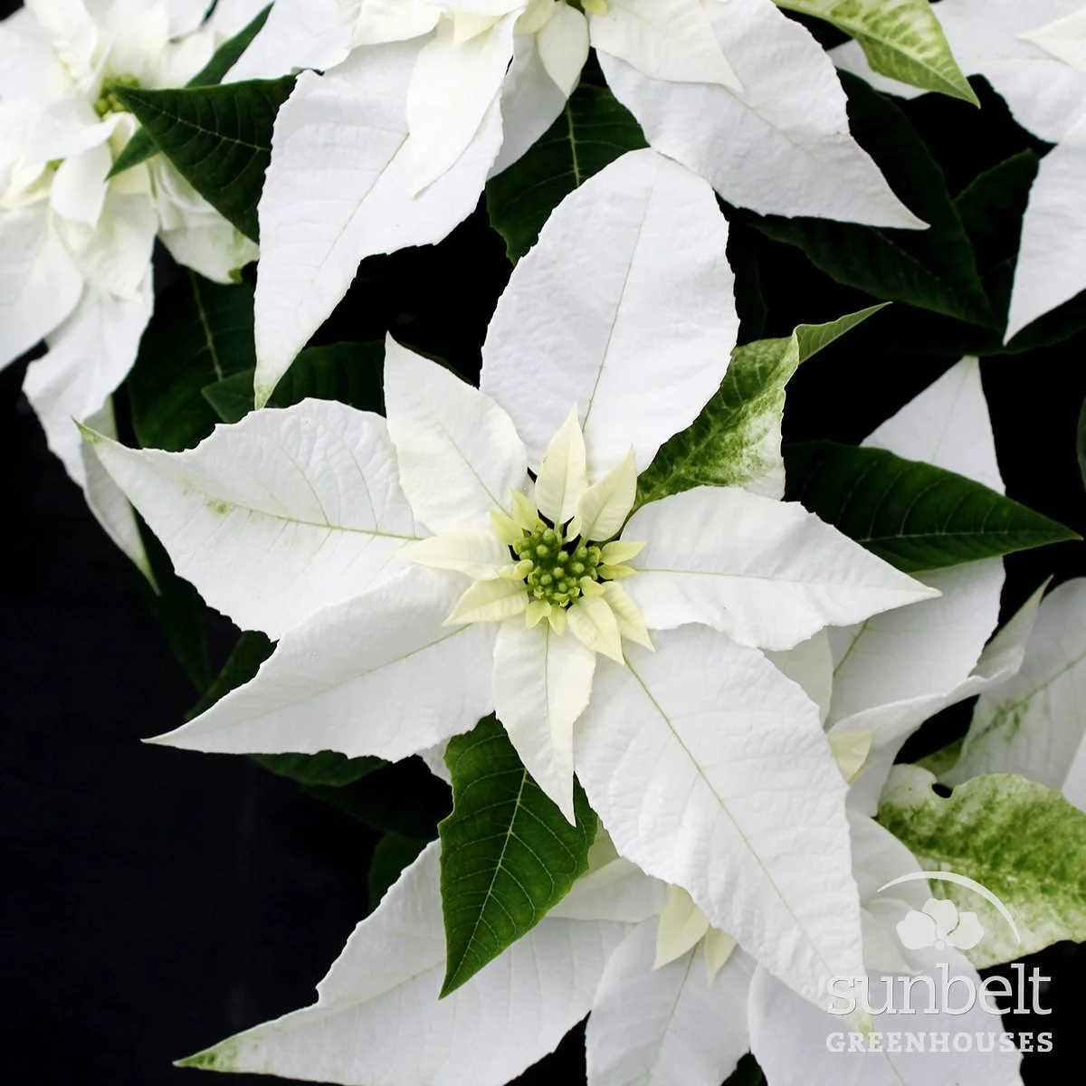 Princettia Pure White