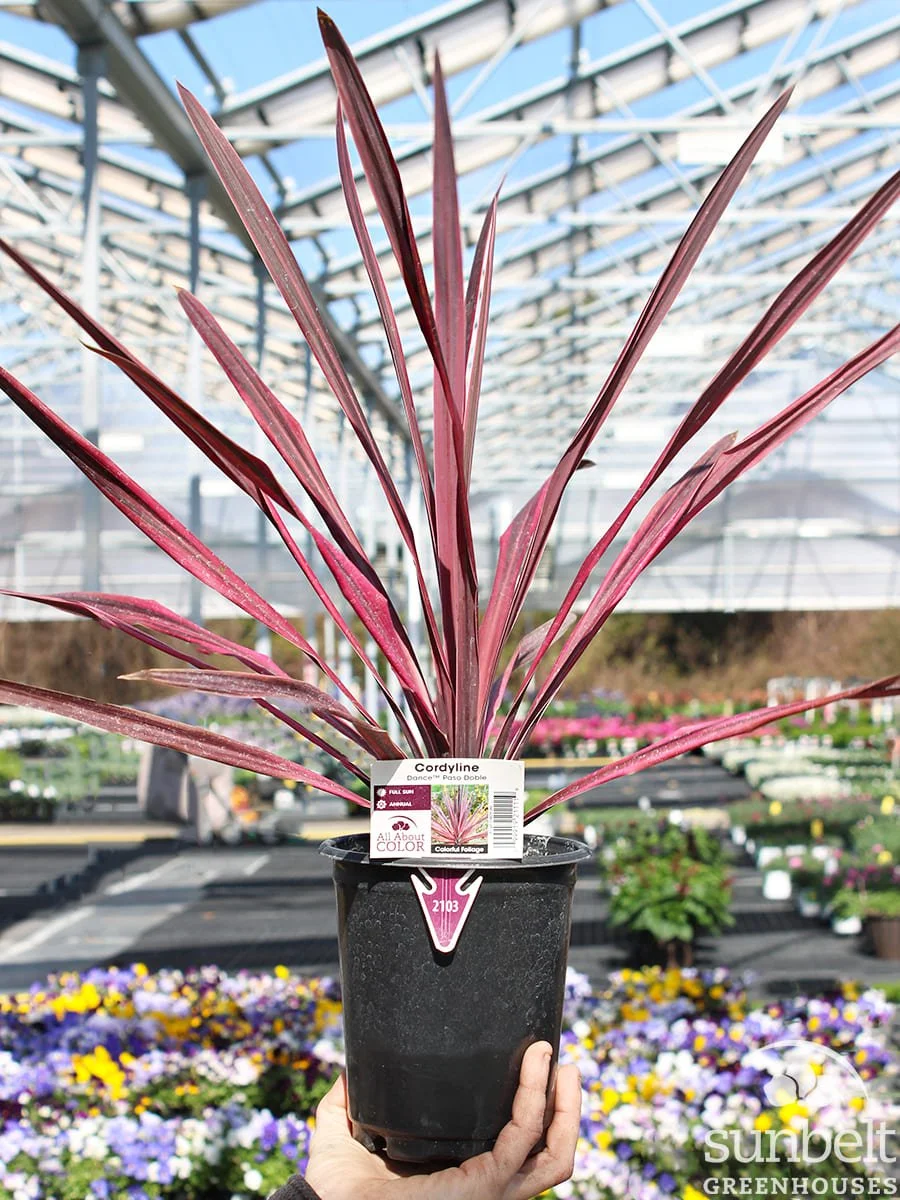 1Qt Cordyline Dance Paso Doble