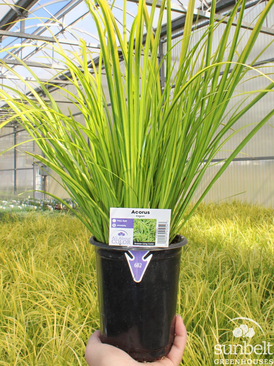 1Qt Grass Acorus Ogon