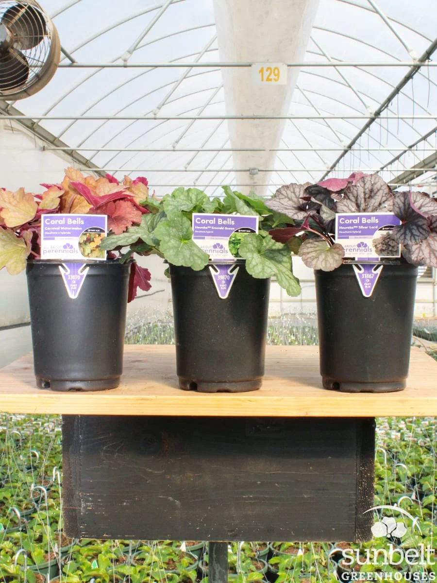 1Qt Heuchera (assorted)