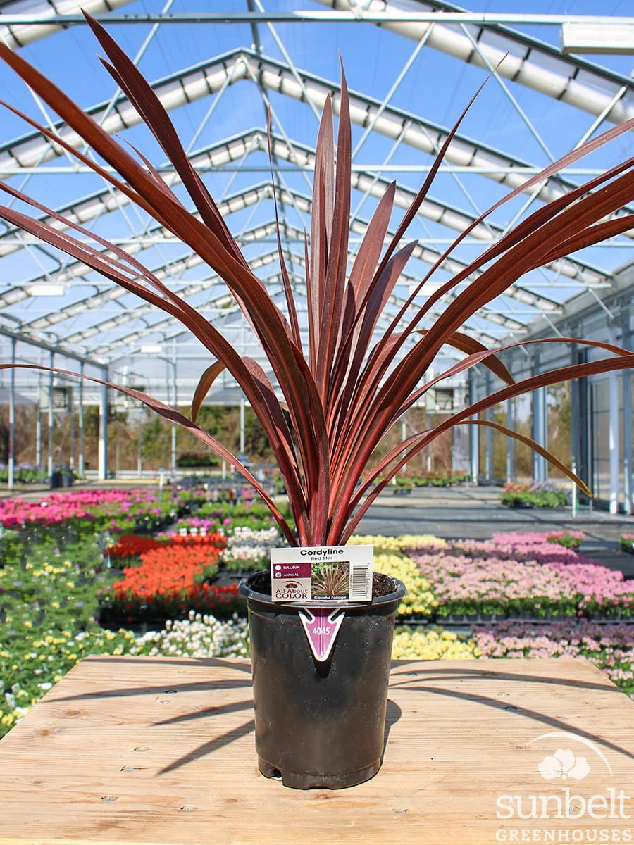 1Qt Cordyline Red Star