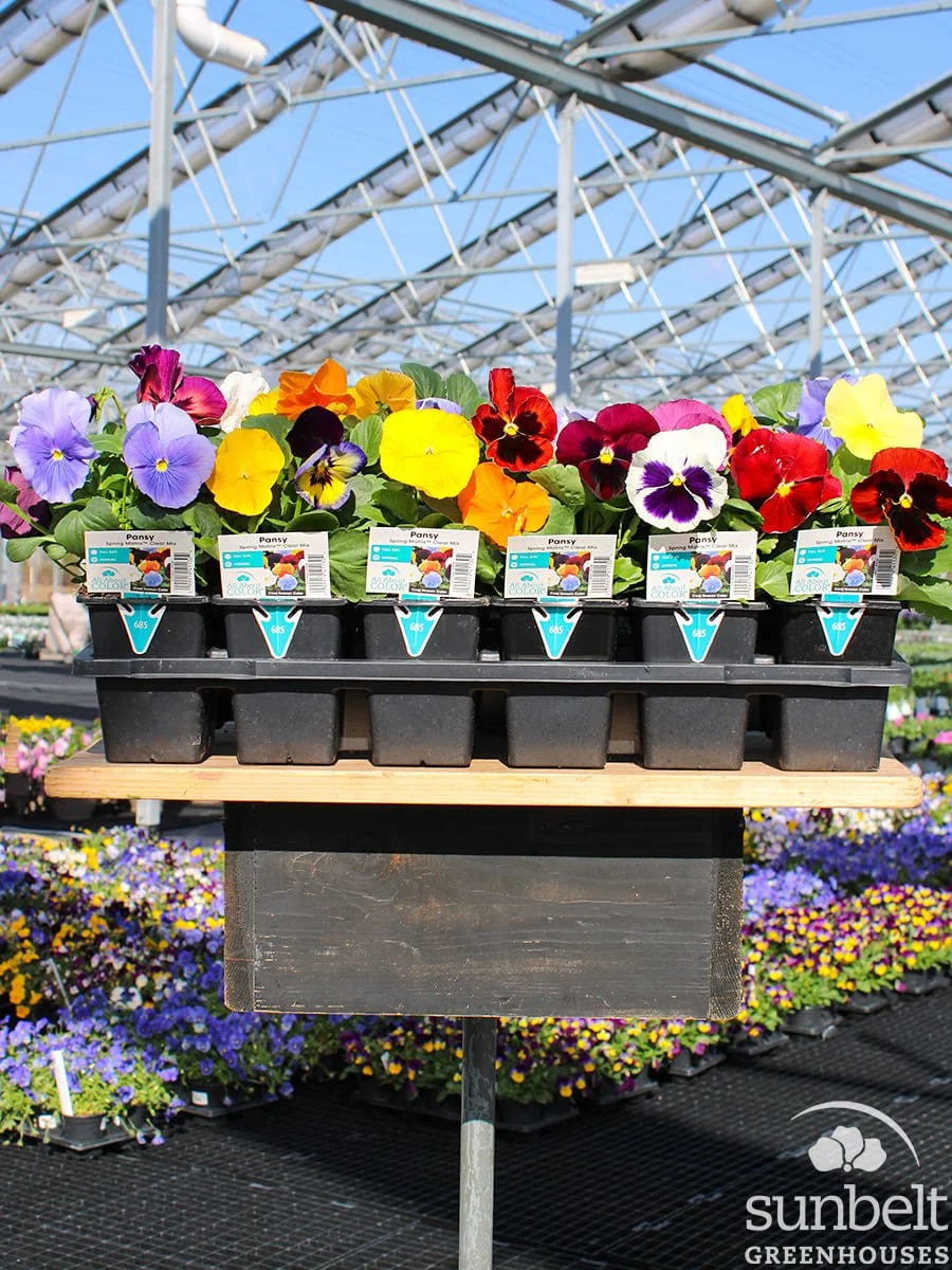 3.5" Pansy Spring Matrix Mix